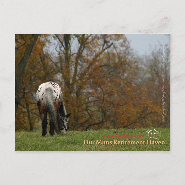 Postal Jefe - Appaloosa en el movimiento Prancer (Anverso)