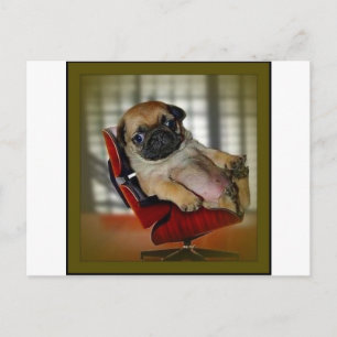 Postal ¡Jefe Pug!
