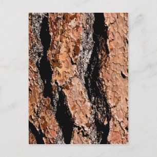 Postal Jeffrey Pine Bark Detail