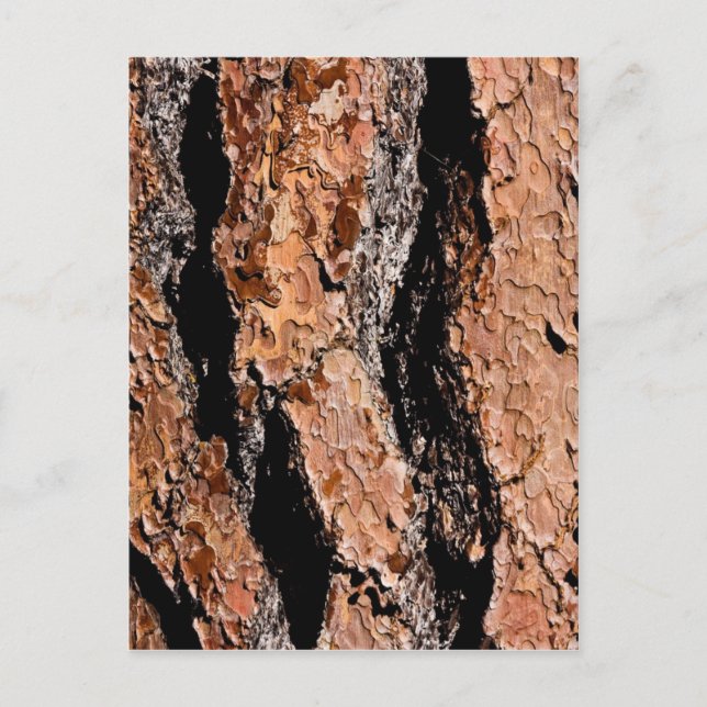 Postal Jeffrey Pine Bark Detail (Anverso)