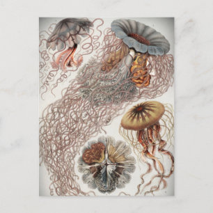 Postal Jellies (medusas) en tonos pastel