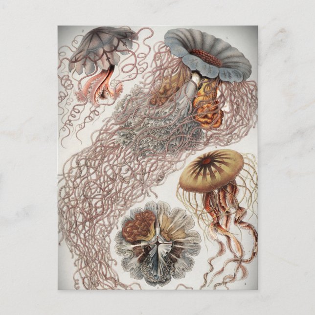 Postal Jellies (medusas) en tonos pastel (Anverso)