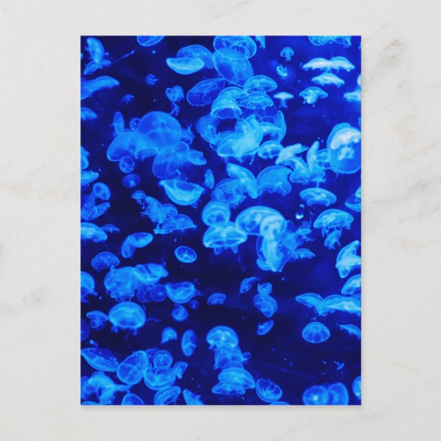 Postal Jelly animal Fish Water Blue (Anverso)