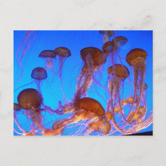 Postal Jelly Fish