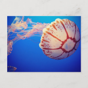 Postal Jelly Fish Post Card