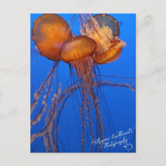 Postal Jelly Fish Postcard