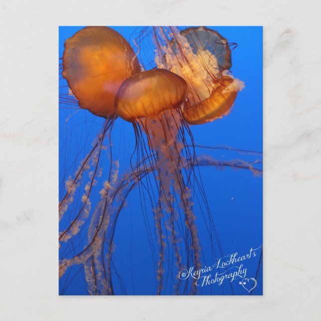 Postal Jelly Fish Postcard (Anverso)