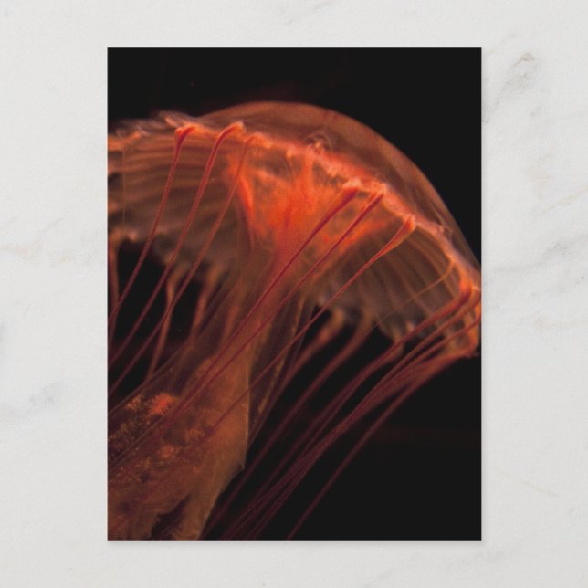 Postal Jelly Light (Anverso)