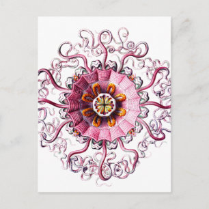 Postal jelly rosa con puntos verdes copia transparente.pn