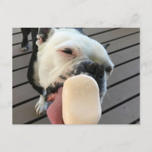 Postal Jellybean el Boston Terrier