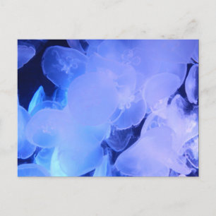 POSTAL JELLYFISH