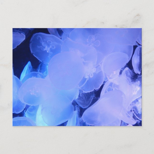 POSTAL JELLYFISH (Anverso)