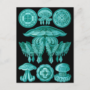 Postal Jellyfish