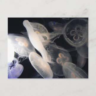 Postal JellyFish