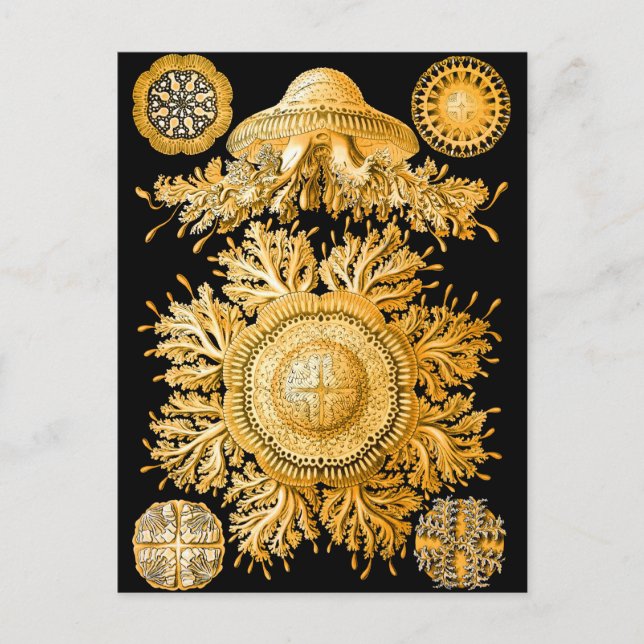 Postal Jellyfish (Anverso)