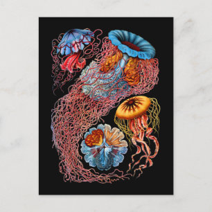 Postal Jellyfish