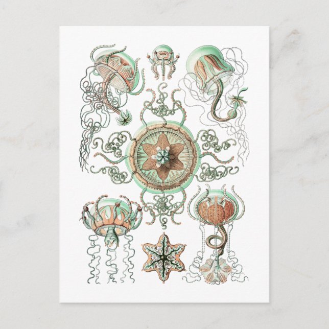 Postal Jellyfish (Anverso)