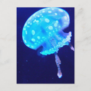 Postal Jellyfish