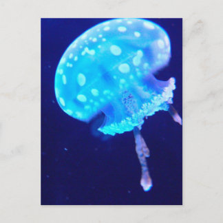 Postal Jellyfish