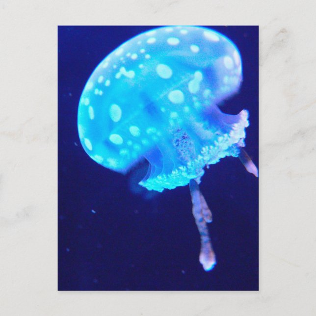 Postal Jellyfish (Anverso)
