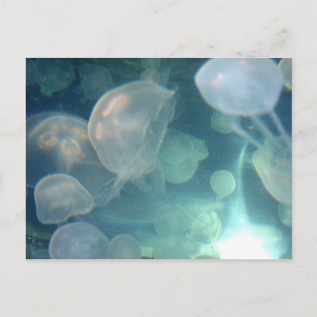Postal Jellyfish (Anverso)