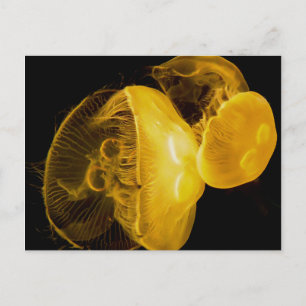 Postal Jellyfish
