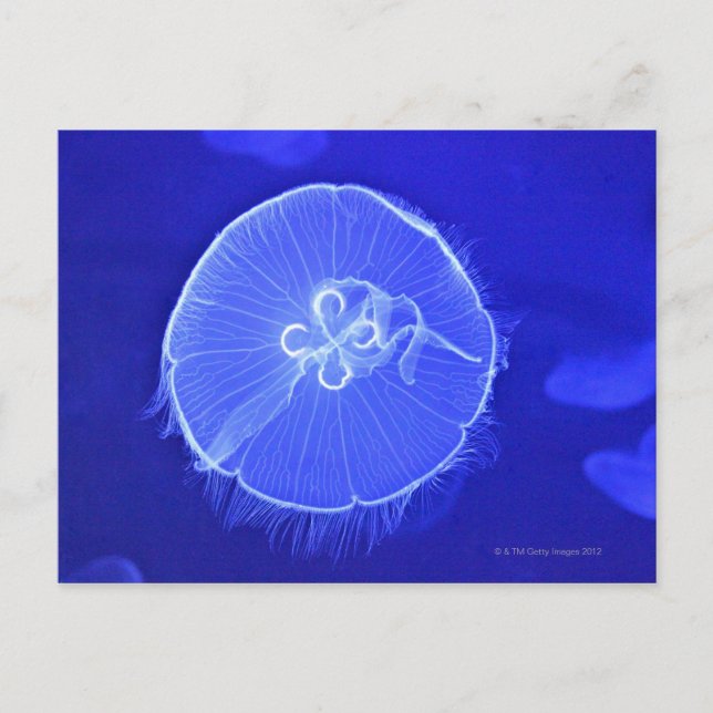 Postal Jellyfish (Anverso)