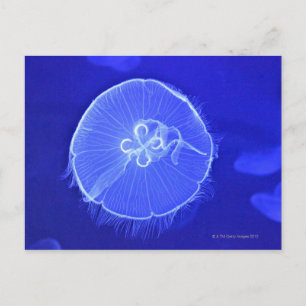 Postal Jellyfish