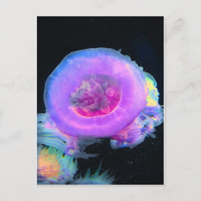 Postal Jellyfish (Anverso)