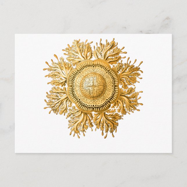 Postal Jellyfish (Anverso)