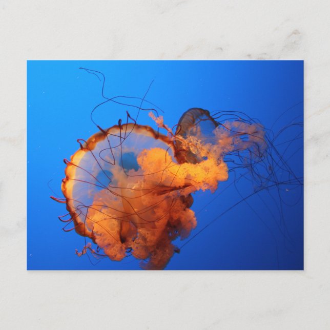 Postal Jellyfish (Anverso)