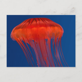 Postal Jellyfish