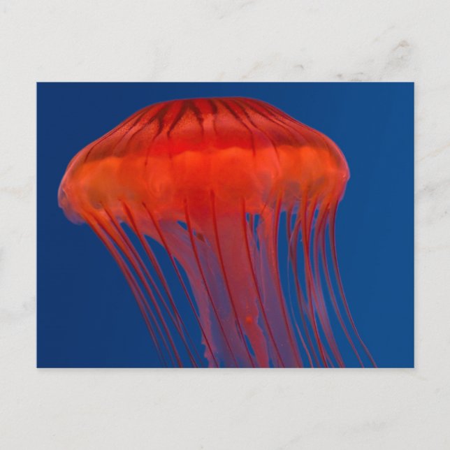 Postal Jellyfish (Anverso)