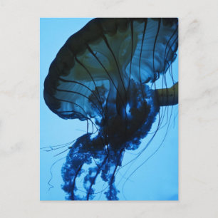 Postal Jellyfish