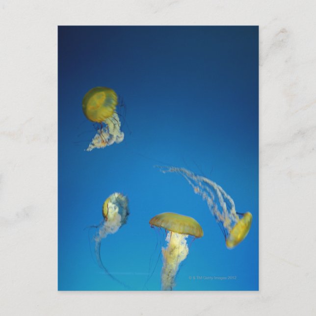 Postal Jellyfish (Anverso)