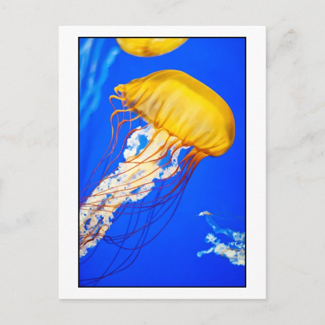 Postal Jellyfish (Anverso)