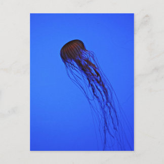 Postal Jellyfish