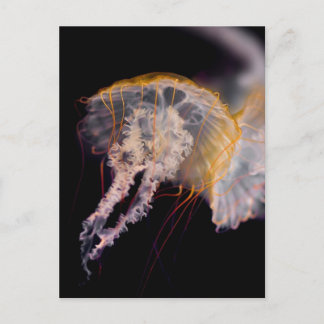 Postal Jellyfish