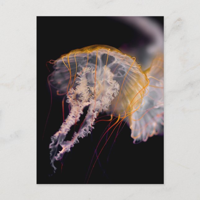 Postal Jellyfish (Anverso)