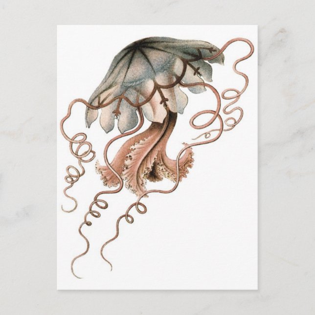 Postal Jellyfish (Anverso)