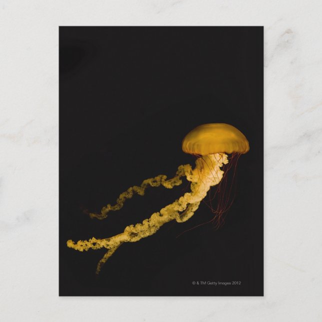 Postal Jellyfish 2 (Anverso)