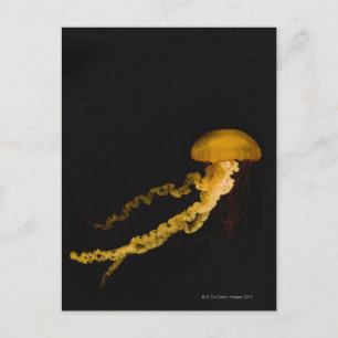 Postal Jellyfish 2