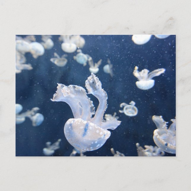 Postal Jellyfish en el océano (Anverso)