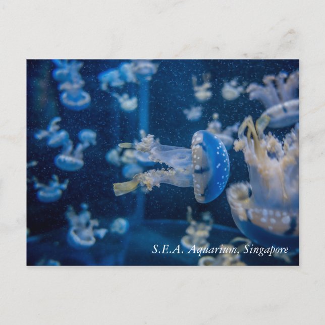 Postal Jellyfish en S.E.A. Acuario de Singapur (Anverso)