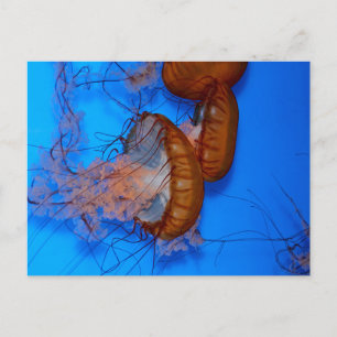 Postal Jellyfish en un acuario