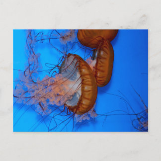 Postal Jellyfish en un acuario