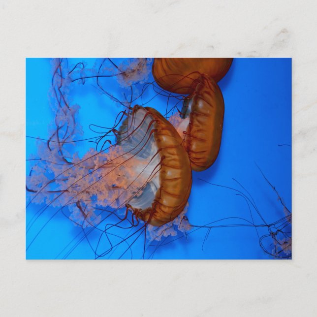 Postal Jellyfish en un acuario (Anverso)