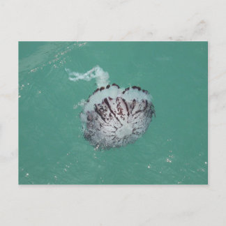 Postal Jellyfish, Santa Cruz Island, California