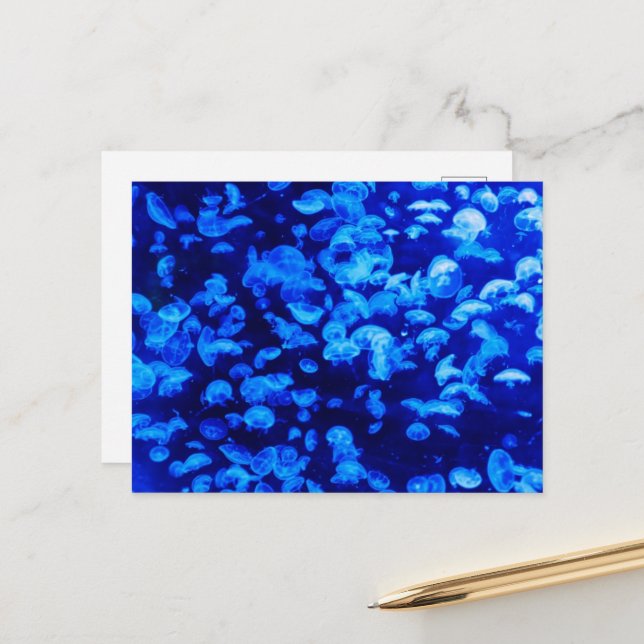 Postal Jellyfish, Sea Animals, Sea Life, Ocean Animals (Anverso/Reverso In Situ)