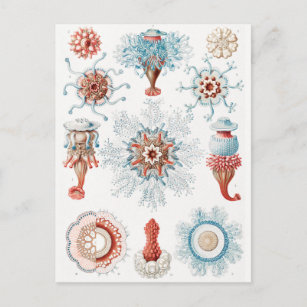 Postal Jellyfish, Siphonophorae Staatsquallen Marine Life